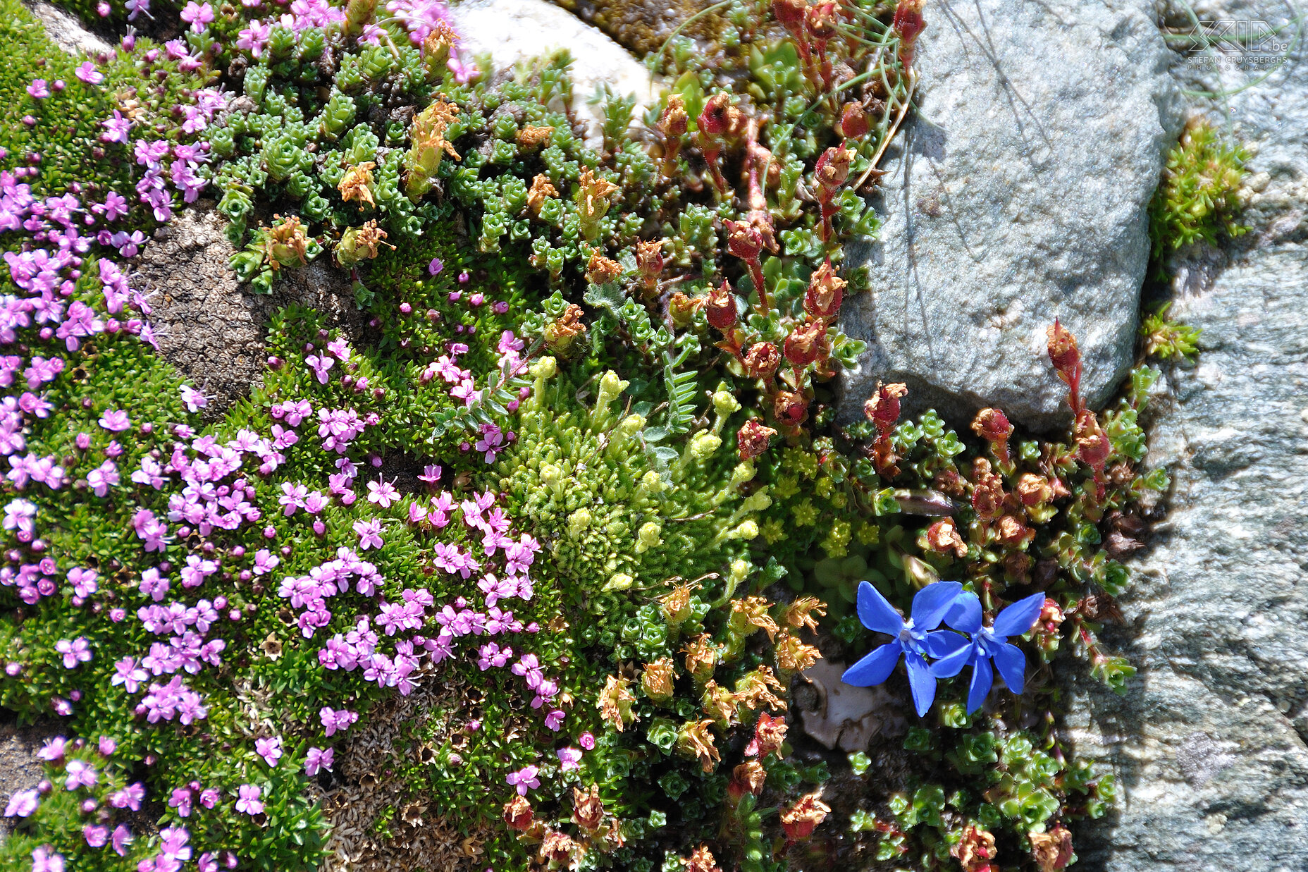 To Eaux Rousses In the alpine meadows a lot of flowers bloom among which are yellow bird's-foot (Lotus corniculatus) and blue spring gentians (Gentiana verna). Stefan Cruysberghs